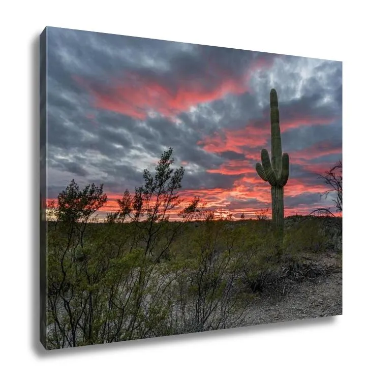 Gallery Wrapped Canvas, Saguaro Cacti Stand Against Setting Sun Near Tucson Arizona